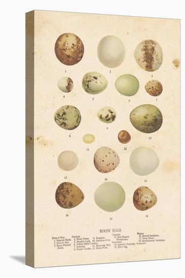 Birds Eggs II-Gwendolyn Babbitt-Stretched Canvas