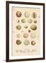 Birds Eggs II-Gwendolyn Babbitt-Framed Art Print