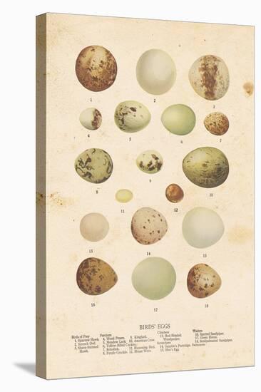 Birds Eggs II-Gwendolyn Babbitt-Stretched Canvas