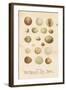 Birds Eggs II-Gwendolyn Babbitt-Framed Art Print