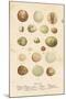 Birds Eggs II-Gwendolyn Babbitt-Mounted Art Print