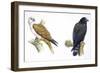 Birds: Falconiformes, Brahminy Kite (Haliastur Indus) and Zone-Tailed Hawk (Buteo Albonotatus)-null-Framed Premium Giclee Print