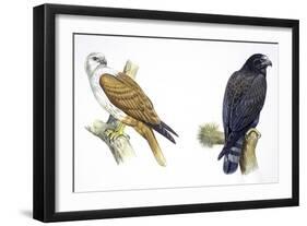 Birds: Falconiformes, Brahminy Kite (Haliastur Indus) and Zone-Tailed Hawk (Buteo Albonotatus)-null-Framed Premium Giclee Print