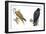 Birds: Falconiformes, Brahminy Kite (Haliastur Indus) and Zone-Tailed Hawk (Buteo Albonotatus)-null-Framed Premium Giclee Print