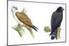 Birds: Falconiformes, Brahminy Kite (Haliastur Indus) and Zone-Tailed Hawk (Buteo Albonotatus)-null-Mounted Premium Giclee Print