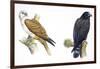 Birds: Falconiformes, Brahminy Kite (Haliastur Indus) and Zone-Tailed Hawk (Buteo Albonotatus)-null-Framed Giclee Print