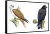 Birds: Falconiformes, Brahminy Kite (Haliastur Indus) and Zone-Tailed Hawk (Buteo Albonotatus)-null-Framed Stretched Canvas