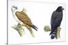 Birds: Falconiformes, Brahminy Kite (Haliastur Indus) and Zone-Tailed Hawk (Buteo Albonotatus)-null-Stretched Canvas