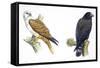 Birds: Falconiformes, Brahminy Kite (Haliastur Indus) and Zone-Tailed Hawk (Buteo Albonotatus)-null-Framed Stretched Canvas