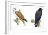 Birds: Falconiformes, Brahminy Kite (Haliastur Indus) and Zone-Tailed Hawk (Buteo Albonotatus)-null-Framed Giclee Print