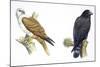 Birds: Falconiformes, Brahminy Kite (Haliastur Indus) and Zone-Tailed Hawk (Buteo Albonotatus)-null-Mounted Giclee Print