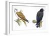 Birds: Falconiformes, Brahminy Kite (Haliastur Indus) and Zone-Tailed Hawk (Buteo Albonotatus)-null-Framed Giclee Print