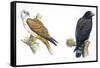 Birds: Falconiformes, Brahminy Kite (Haliastur Indus) and Zone-Tailed Hawk (Buteo Albonotatus)-null-Framed Stretched Canvas