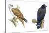 Birds: Falconiformes, Brahminy Kite (Haliastur Indus) and Zone-Tailed Hawk (Buteo Albonotatus)-null-Stretched Canvas