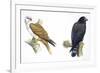 Birds: Falconiformes, Brahminy Kite (Haliastur Indus) and Zone-Tailed Hawk (Buteo Albonotatus)-null-Framed Giclee Print