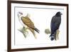 Birds: Falconiformes, Brahminy Kite (Haliastur Indus) and Zone-Tailed Hawk (Buteo Albonotatus)-null-Framed Giclee Print