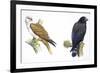 Birds: Falconiformes, Brahminy Kite (Haliastur Indus) and Zone-Tailed Hawk (Buteo Albonotatus)-null-Framed Giclee Print