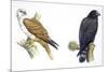 Birds: Falconiformes, Brahminy Kite (Haliastur Indus) and Zone-Tailed Hawk (Buteo Albonotatus)-null-Mounted Giclee Print
