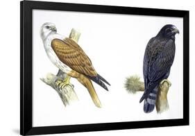 Birds: Falconiformes, Brahminy Kite (Haliastur Indus) and Zone-Tailed Hawk (Buteo Albonotatus)-null-Framed Giclee Print