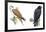 Birds: Falconiformes, Brahminy Kite (Haliastur Indus) and Zone-Tailed Hawk (Buteo Albonotatus)-null-Framed Giclee Print