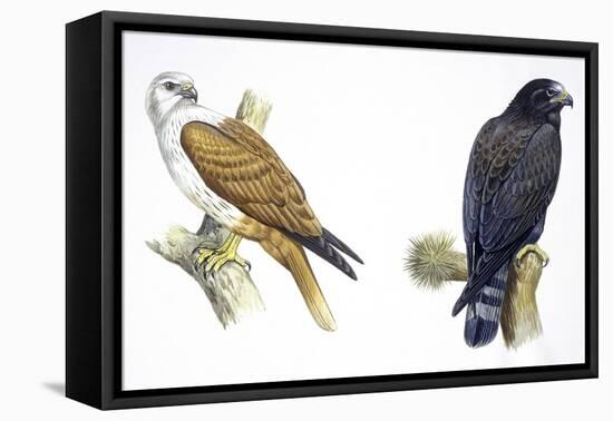 Birds: Falconiformes, Brahminy Kite (Haliastur Indus) and Zone-Tailed Hawk (Buteo Albonotatus)-null-Framed Stretched Canvas