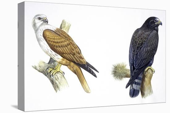 Birds: Falconiformes, Brahminy Kite (Haliastur Indus) and Zone-Tailed Hawk (Buteo Albonotatus)-null-Stretched Canvas