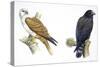 Birds: Falconiformes, Brahminy Kite (Haliastur Indus) and Zone-Tailed Hawk (Buteo Albonotatus)-null-Stretched Canvas