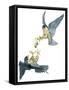 Birds: Falconiformes, Couple of Peregrine Falcon (Falco Peregrinus) Chasing for Prey-null-Framed Stretched Canvas