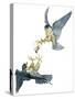 Birds: Falconiformes, Couple of Peregrine Falcon (Falco Peregrinus) Chasing for Prey-null-Stretched Canvas