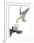 Birds: Falconiformes, Couple of Peregrine Falcon (Falco Peregrinus) Chasing for Prey-null-Framed Giclee Print