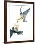 Birds: Falconiformes, Couple of Peregrine Falcon (Falco Peregrinus) Chasing for Prey-null-Framed Giclee Print