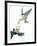 Birds: Falconiformes, Couple of Peregrine Falcon (Falco Peregrinus) Chasing for Prey-null-Framed Giclee Print