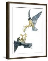 Birds: Falconiformes, Couple of Peregrine Falcon (Falco Peregrinus) Chasing for Prey-null-Framed Giclee Print