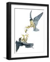 Birds: Falconiformes, Couple of Peregrine Falcon (Falco Peregrinus) Chasing for Prey-null-Framed Giclee Print