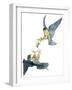 Birds: Falconiformes, Couple of Peregrine Falcon (Falco Peregrinus) Chasing for Prey-null-Framed Giclee Print