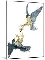 Birds: Falconiformes, Couple of Peregrine Falcon (Falco Peregrinus) Chasing for Prey-null-Mounted Giclee Print