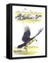 Birds: Falconiformes, Egyptian Vulture (Neophron Percnopterus) Surrounding Animal Skeleton-null-Framed Stretched Canvas