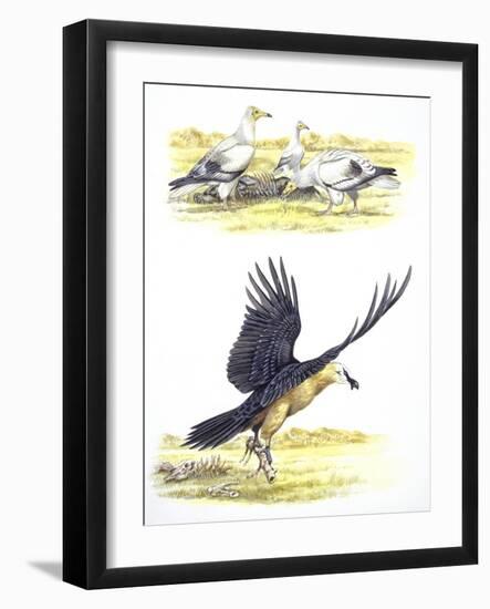 Birds: Falconiformes, Egyptian Vulture (Neophron Percnopterus) Surrounding Animal Skeleton-null-Framed Giclee Print