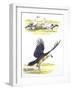 Birds: Falconiformes, Egyptian Vulture (Neophron Percnopterus) Surrounding Animal Skeleton-null-Framed Giclee Print