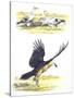 Birds: Falconiformes, Egyptian Vulture (Neophron Percnopterus) Surrounding Animal Skeleton-null-Stretched Canvas