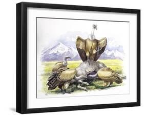 Birds: Falconiformes, Eurasian Griffon Vulture, (Gyps Fulvus) Feeding on Dead Animal-null-Framed Giclee Print