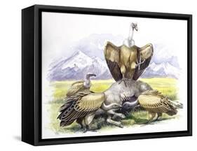 Birds: Falconiformes, Eurasian Griffon Vulture, (Gyps Fulvus) Feeding on Dead Animal-null-Framed Stretched Canvas