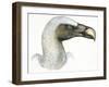 Birds: Falconiformes, Eurasian Griffon Vulture, (Gyps Fulvus)-null-Framed Giclee Print