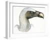 Birds: Falconiformes, Eurasian Griffon Vulture, (Gyps Fulvus)-null-Framed Giclee Print