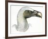 Birds: Falconiformes, Eurasian Griffon Vulture, (Gyps Fulvus)-null-Framed Giclee Print