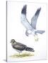 Birds: Falconiformes, Hen Harrier (Circus Cyaneus) and Goshawk (Accipiter Gentilis)-null-Stretched Canvas