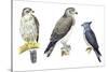Birds: Falconiformes-null-Stretched Canvas