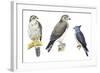 Birds: Falconiformes-null-Framed Giclee Print