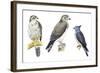 Birds: Falconiformes-null-Framed Giclee Print