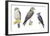 Birds: Falconiformes-null-Framed Giclee Print